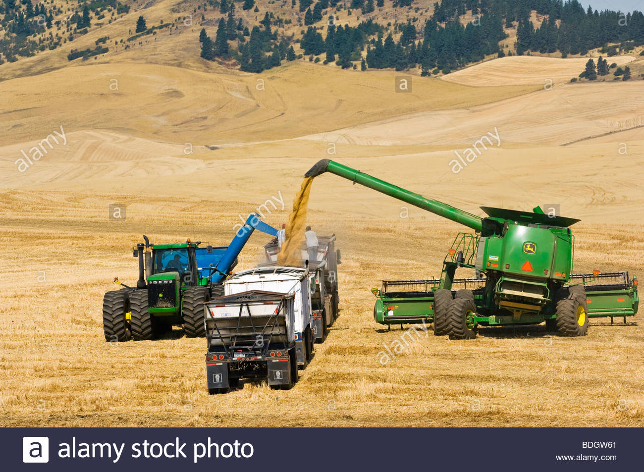 a combine and grain wagon unload freshly harvested soft white wheat BDGW61